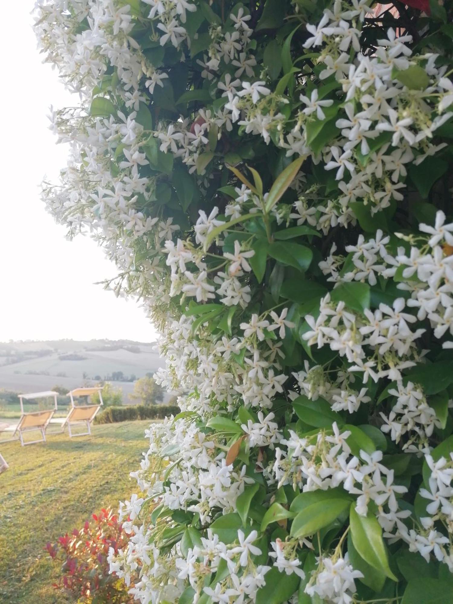 Il Giardino Nella Valle Belvedere Ostrense Exterior foto